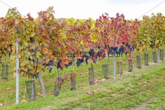 vineyard Jecmeniste, Eko Hnizdo, Czech Republic