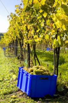 wine harvest, vineyard U svateho Urbana, Czech Republic