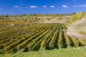 vineyards, ZD Sedlec, Czech Republic