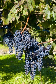 vineyard, Sedlec, Czech Republic