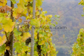vineyards near Pommern, Rheinland Pfalz, Germany