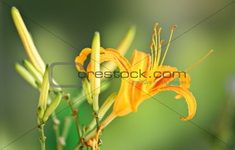 orange hemerocallis flower