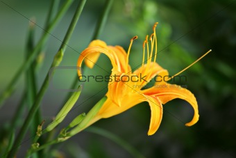 orange hemerocallis flower