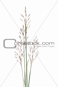 Tropical grass seed stalks