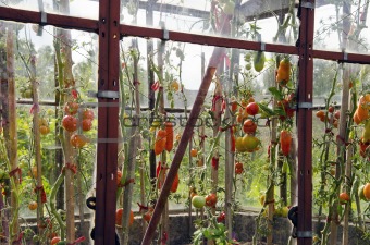 Tomatoes in glass greenhouse.