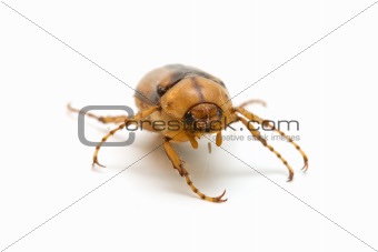 brown cockroach 

 