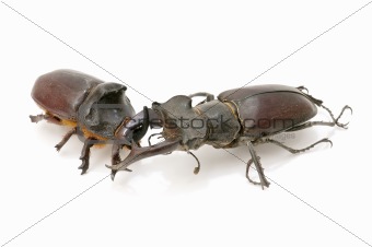 stag beetle and rhinoceros beetle
