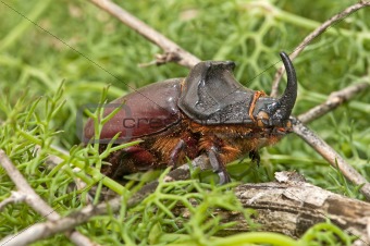 rhinoceros beetle 