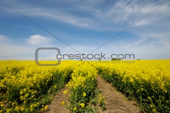 Yellow rape field