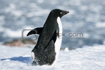 black and white penguin 
