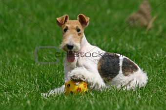 Wired Fox Terrier and a ball