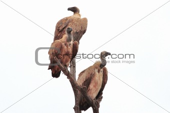 African Vultures Kruger Park