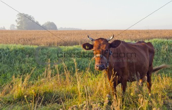 Grazing brown cow.