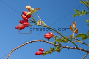 Red sweetbrier berries