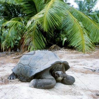 turtle, Curieuse, Seychelles