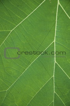 Leaves texture
