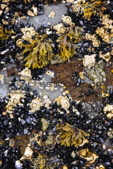 Mussels and barnacles at low tide