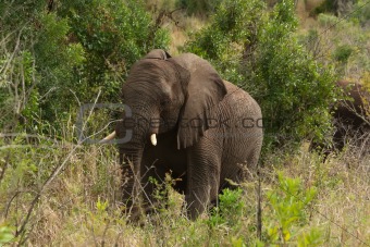 African elephant among the trees