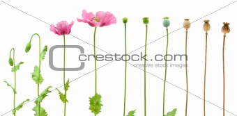 Evolution of Opium poppy isolated on white background