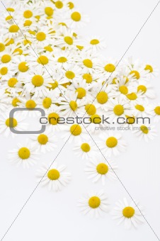 Group of Chamomile flower heads isolated on white background