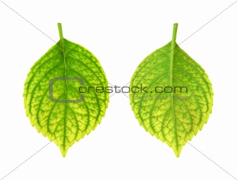 Iron deficiency of Hydrangea macrophylla leaf - chlorosis