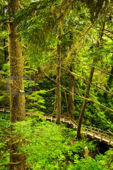 Path in temperate rainforest