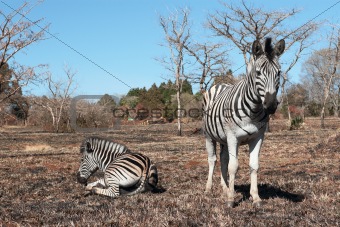 Resting zebras