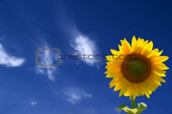 Yellow sunflowers against blue sky