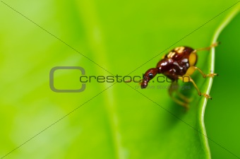 brown bug in green nature