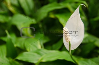Spathiphyllum, Peace lily