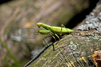 Praying Mantis in natural environment