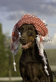 Dog in hat