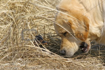 Labrador and Duck