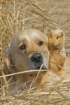 Labrador and Guinea-pig