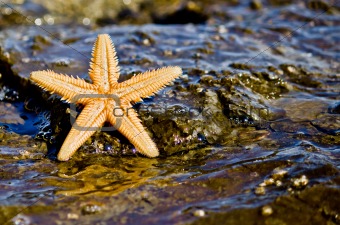Starfish on the rock in the sea water