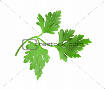 fresh green herbs (leaf) parsley isolated on white