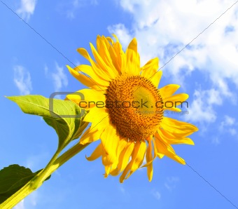 Summer sunflower over blue sky