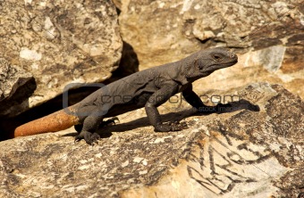 Arizona chuckwalla lizard next to a petroglyth
