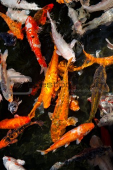 colorful koi fish in a pond