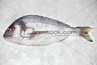 raw bream on crushed ice