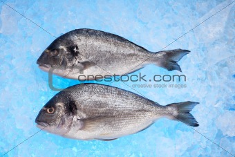 raw bream on crushed ice