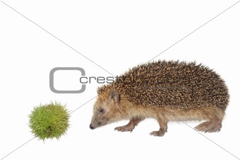 chestnut hedgehog