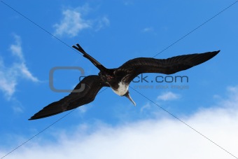 Female magnificent frigatebird soars overhead