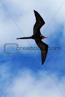 Male magnificent frigatebird soars overhead