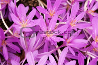 Flowerbed with violet colour crocus