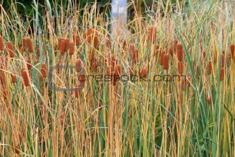 Bulrushes with yellow herb and brown fruit