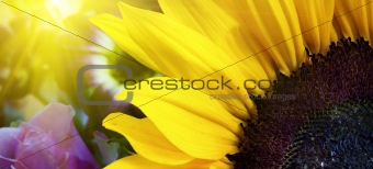 Sunflower closeup in landscape with sunshine behind