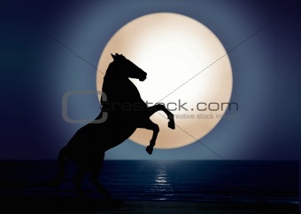 Stallion under full moon light