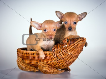 Puppies Russian toy terrier