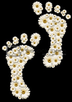 Daisy footprints